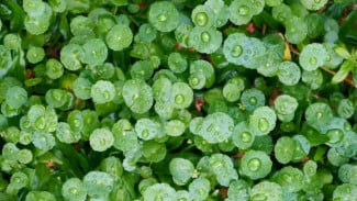 Centella Asiatica Makin Populer, Ini Alasan Daun Pegagan Jadi Andalan Perawatan Kulit