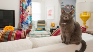 Cara Pintar Atasi Kotoran dan Bulu Kucing di Rumah Minimalis