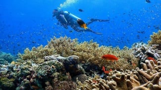 Menyelam dengan Aman: Sekolah Selam Pemula di Kepulauan Seribu