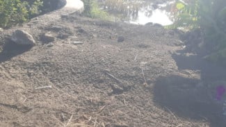 Berdalih Tak Punya Anggaran, Jalan Makam di Desa Wonorejo Diuruk Limbah Batu Bara