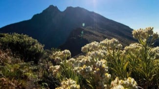 Menyatu dengan Alam di Taman Nasional Gunung Gede Pangrango dan Surya Kencana