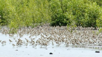 Menjelajahi Ekosistem Mangrove di Taman Nasional Sembilang: Surga Bahari Banyuasin