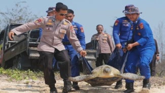 Polisi Lepasliarkan 20 Penyu Hijau Hasil Penyelamatan dari Penyelundupan di Bali