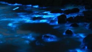 Menjelajah Cahaya Misterius Laut Tropis Lewat Snorkeling Night Ride