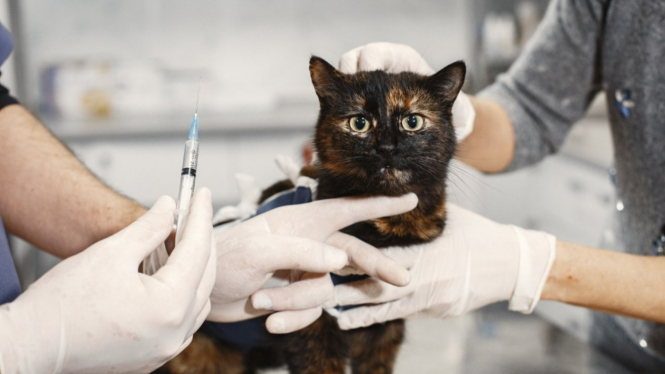 Segera Tindakan! Perawatan Tepat untuk Kucing Sakit