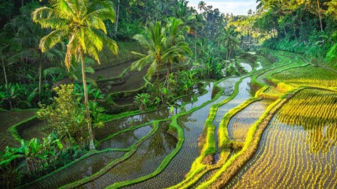 Pertanian terasering di Bali yang menyimpan warisan budaya