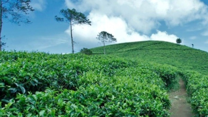Keindahan Langit dan Kebun Teh