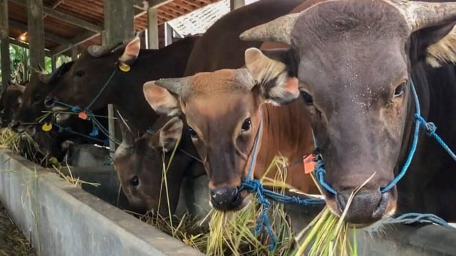 Sapi Bali jenis sapi paling diminati warga dalam hari raya kurban