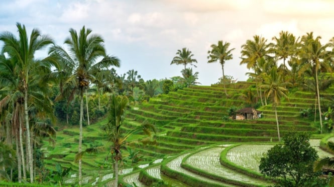 Subak, sistem irigasi tradisional Bali yang medunia
