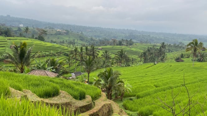 Penampakan sawah terasering di Destinasi Budaya Jatiluwih