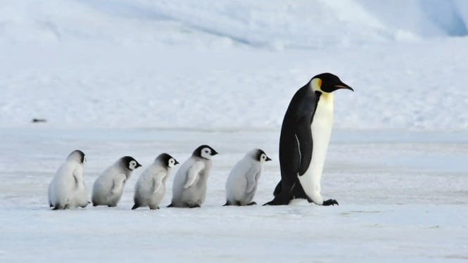 Penguin Kaisar bersama Anak-anaknya