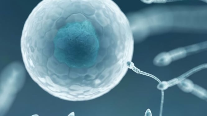 Egg freezing atau pembekuan sel telur