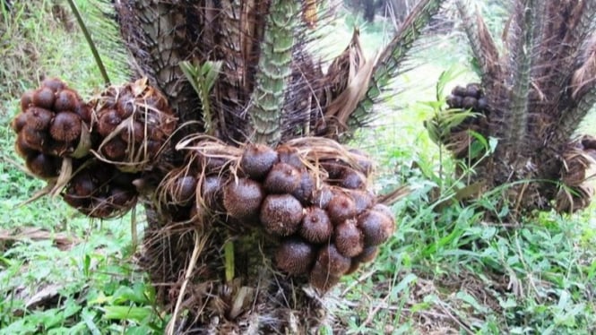 Salak Gula Pasir, Maskot Kabupaten Karangasem