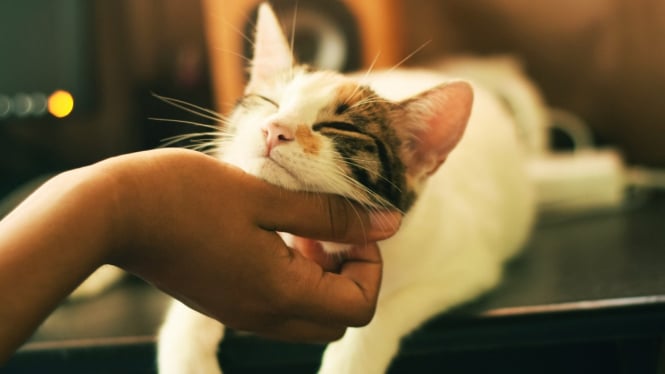 Kucing merupakan salah satu hewan yang bisa dipelihara