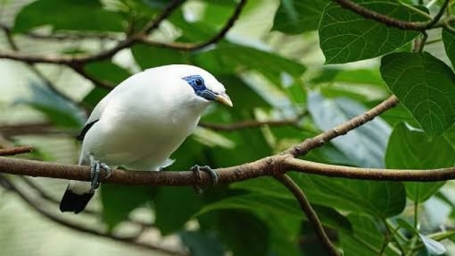 Jalak Bali, salah satu satwa endemik Bali