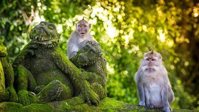 Wisata Hutan Monyet Sangeh