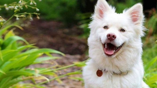 Anjing kintamani asli Bali yang kerap dijadikan penjaga
