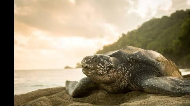 Cangkang penyu, penangkal monyet di desa Sangeh Bali