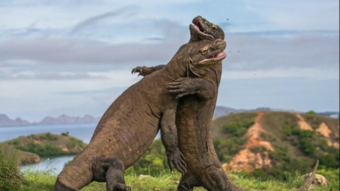 Hewan komodo dijuluki sebagai naga purba