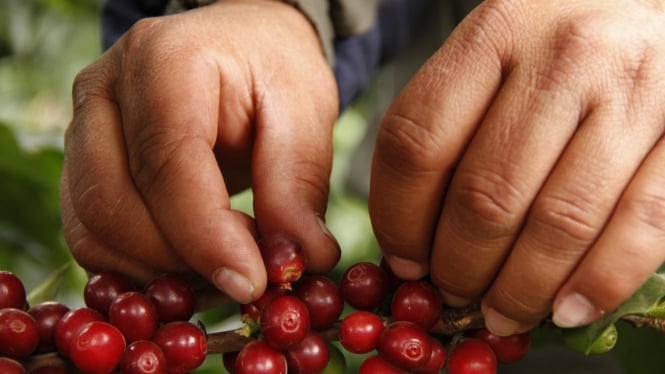 Memetik Buah Kopi Yang Sudah Ranum
