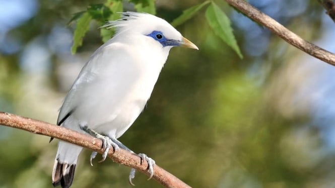 Burung Jalak Bali, Simbol Keindahan Alam Bali