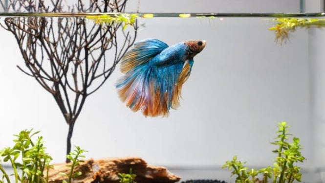 Ikan cupang bisa jadi peliharaan menarik