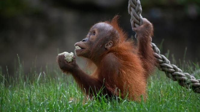 Orangutan, salah satu spesies terancam punah. Freepik.com