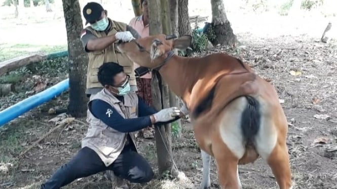 Petugas mengambil sampel darah sapi