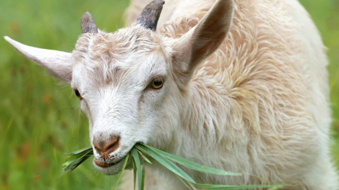 Ada alasan ilmiah dibalik daging kambing yang berbau prengus