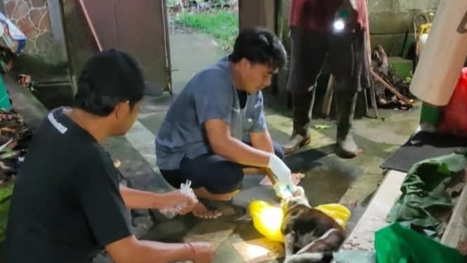 Petugas mengambil sampel otak anjing yang gigit 4 warga