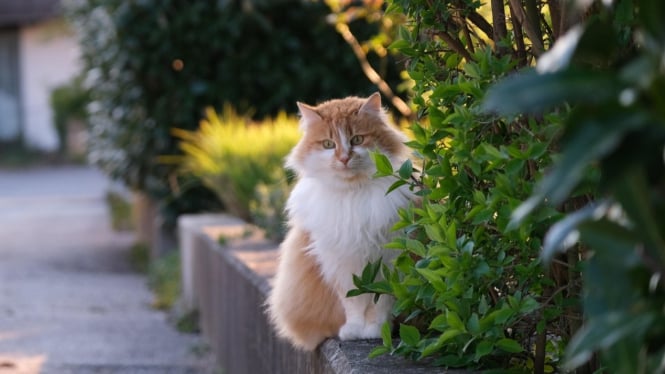 Ras kucing bulu lebat yang lucu dan kalem