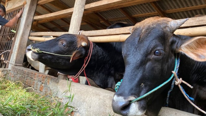 Sapi bisa disembelih sebagai hewan kurban.