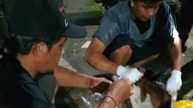 petugas ambil sampel otak anjing