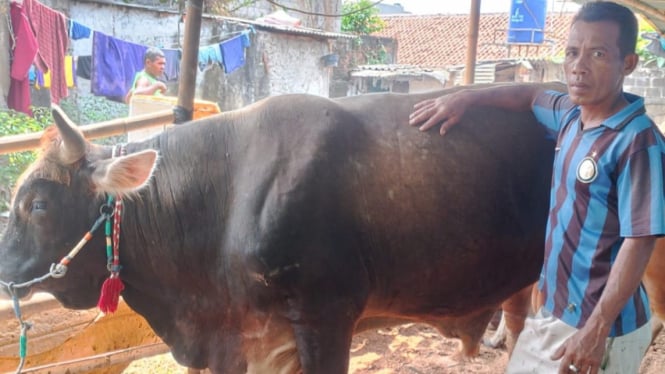 Peternak Bima buka lapak penjualan sapi di wilayah Jabodetabek