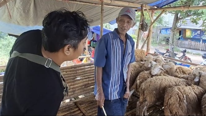 Harga Kambing Kurban di Jember Anjlok, Pedagang mengeluh