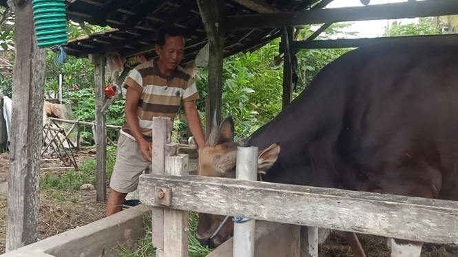 Sapi milik I Wayan Yudiana
