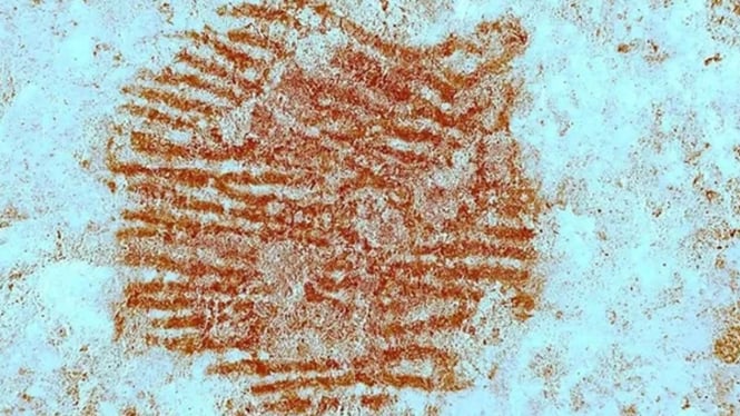 Inilah gambar yang diduga kuat sidik jari manusia purba.