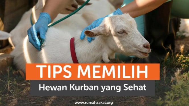Tips dan Trick Memilih Hewan Qurban yang Baik