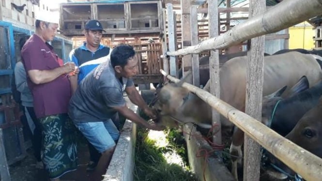 Petugas Kesehatan memeriksa sapi kurban