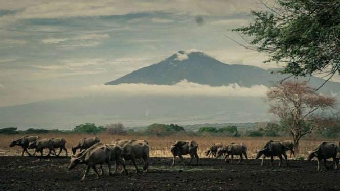 Migrasi sapi di Taman Nasional Baluran