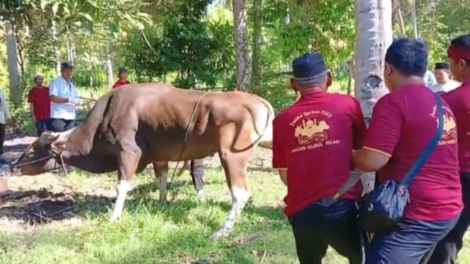 Sapi bantuan Presiden untuk Masjid Nurul Islam