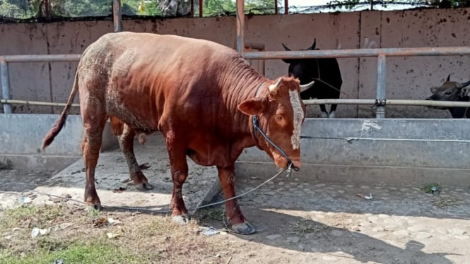 1 dari 2 sapi kurban bantuan Presiden RI untuk warga Kota Bima