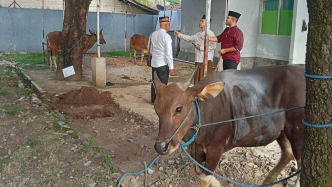 3 ekor sapi kurban di Rutan Bima