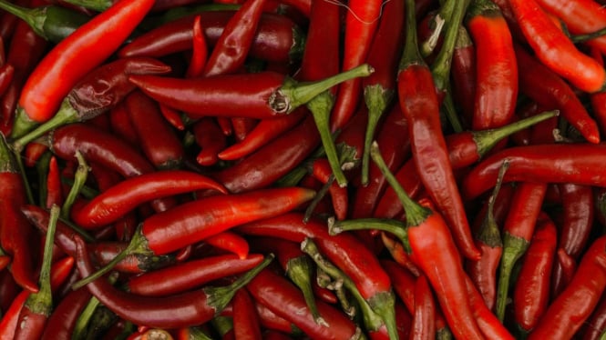 Cabai merah tetap segar dengan penyimpanan yang tepat