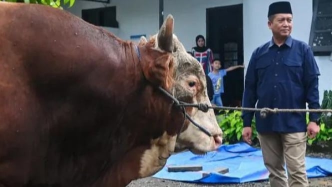 Gubernur NTB, Lalu Muhamad Iqbal serahkan sapi qurban