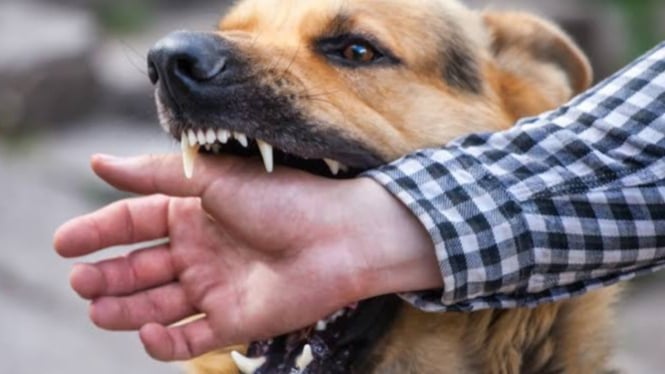 Waspadai rabies, virus dari hewan yang mengancam nyawa!