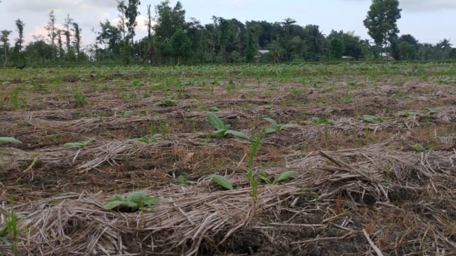 Tanaman tembakau milik petani di Lombok Tengah