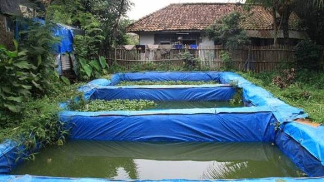 Budidaya ikan lele di kolam terpal