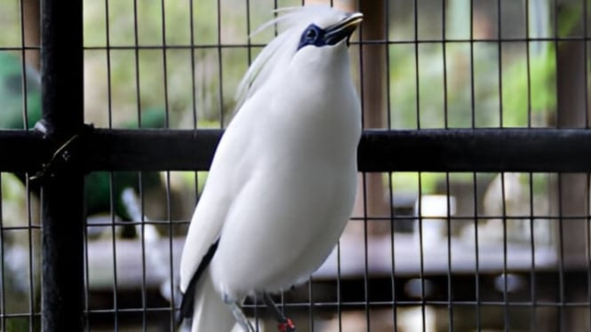 Burung Jalak Bali di Penangkaran Taman Burung Bali