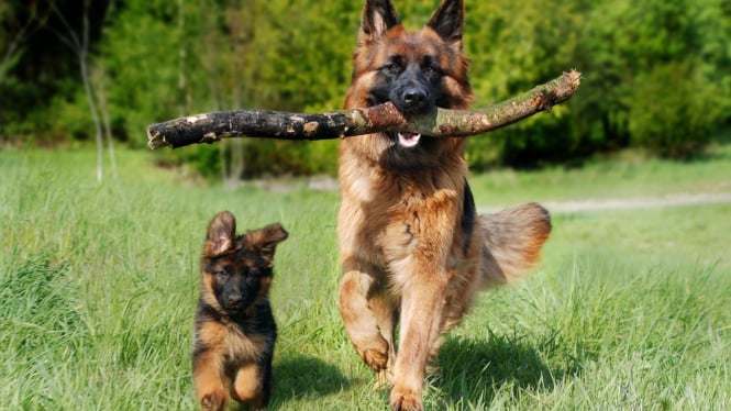 German Shepherd bersama anaknya
